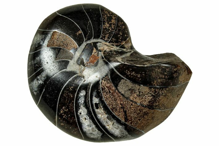 Polished Fossil Nautilus (Cymatoceras) - Unusual Black Color! #329212